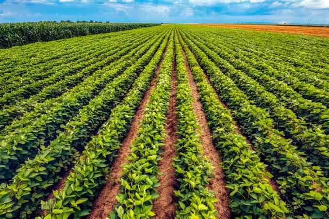 Brasil segue com potencial para tornar-se o maior produtor de alimentos do mundo, diz presidente da ABRALOG